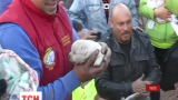 В Чили собака спасла своих щенков от лесного пожара