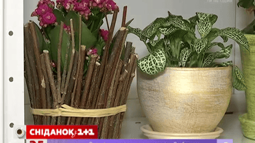 Как выбрать вазоны для комнатных растений