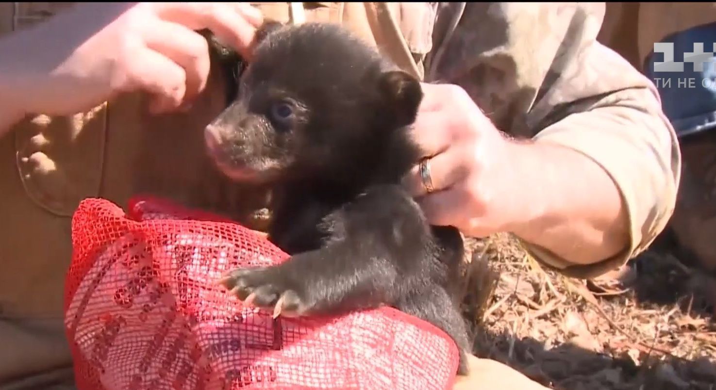 Работники зоологической службы показали детенышей медведицы, за которой следят 10 лет