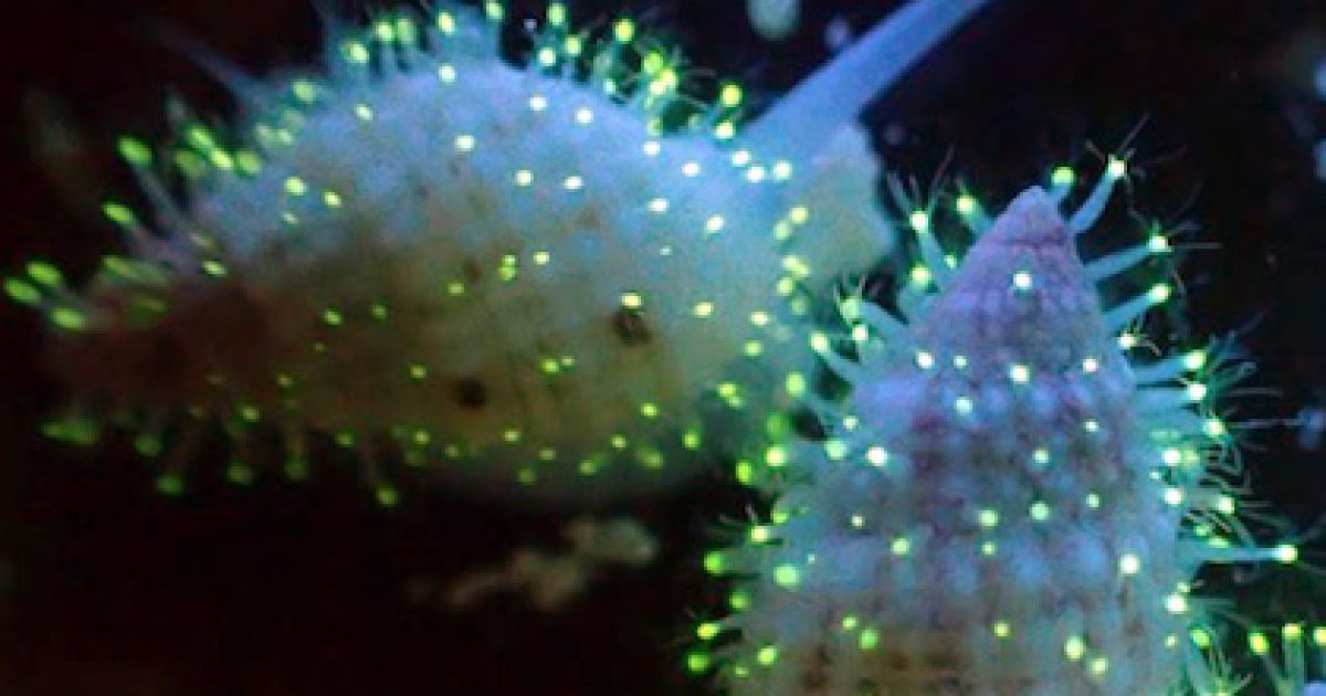 Ученые нашли неизвестных науке светящихся существ