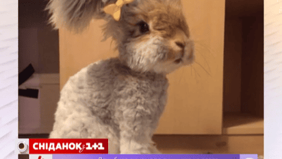 Ушастый кролик Уолли стал звездой Интернета