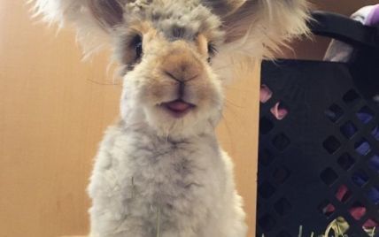 Интернет-юзеров покорил пушистый кролик с огромными крыло-ушами