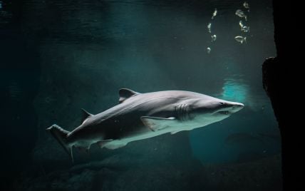 Напад акули на українців в Єгипті: мати із сином у стабільному стані, гід втратив ногу