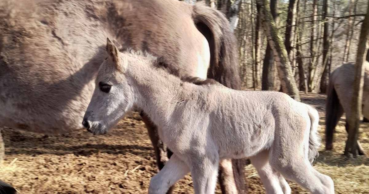 Лоша нащадків тарпанів. Фото: Яворівський національний природний парк