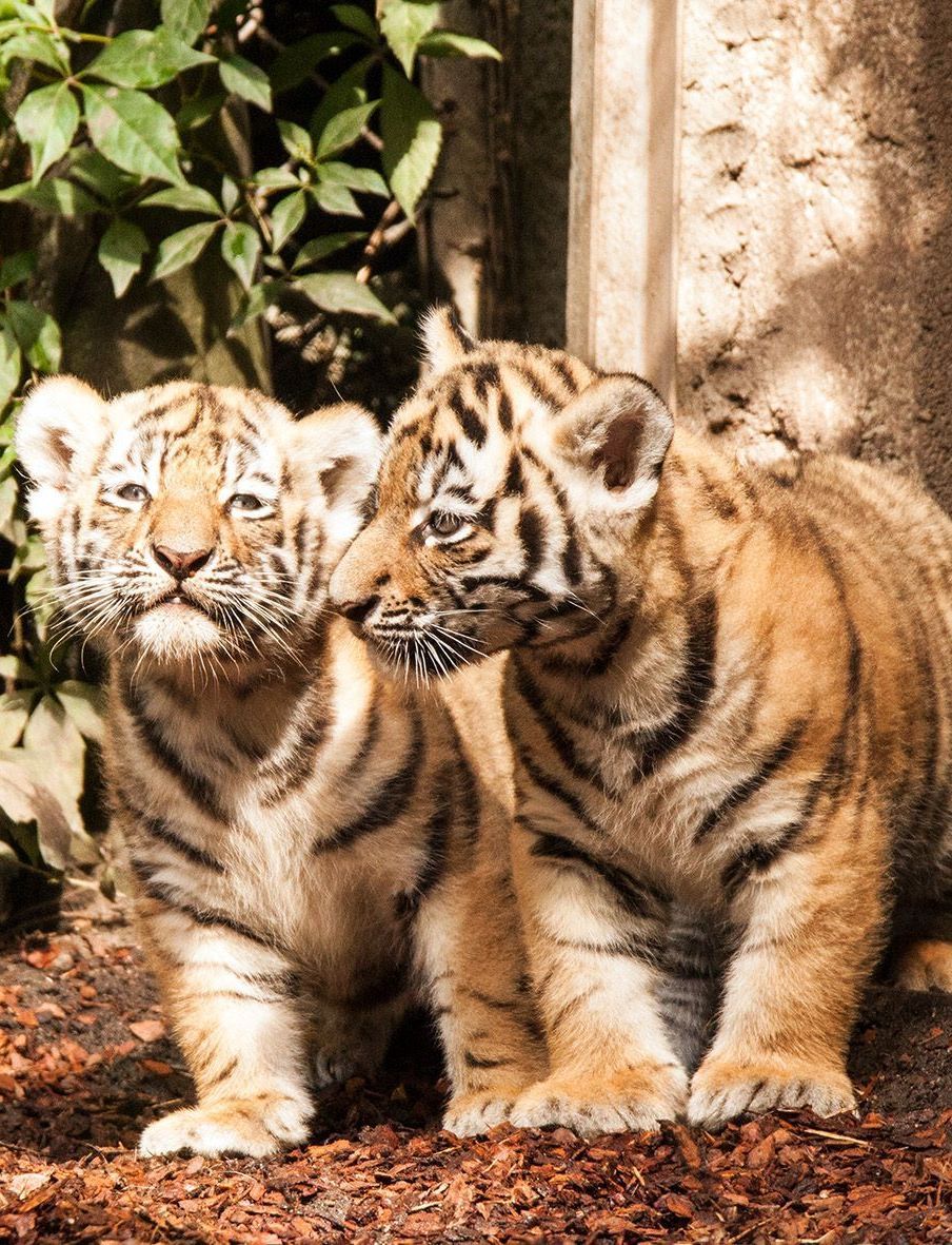 У Німеччині вперше показали новонароджених сибірських тигренят із зоопарку "Хагенбек"