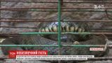 Опасный гость: в центре Хмельницкого люди нашли большую змею
