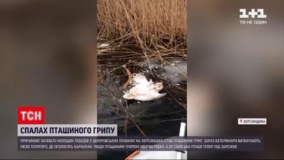 Новости Украины: из-за птичьего гриппа в Херсонской области погибли более 20 лебедей