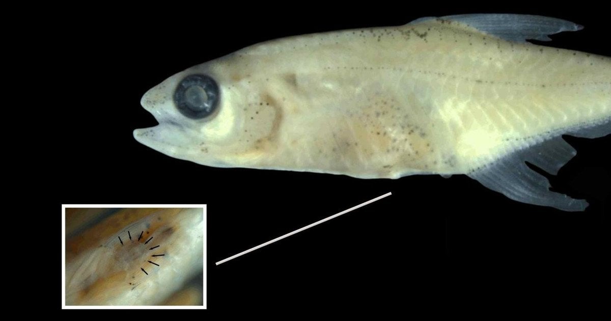 Крихітна риба Priocharax rex