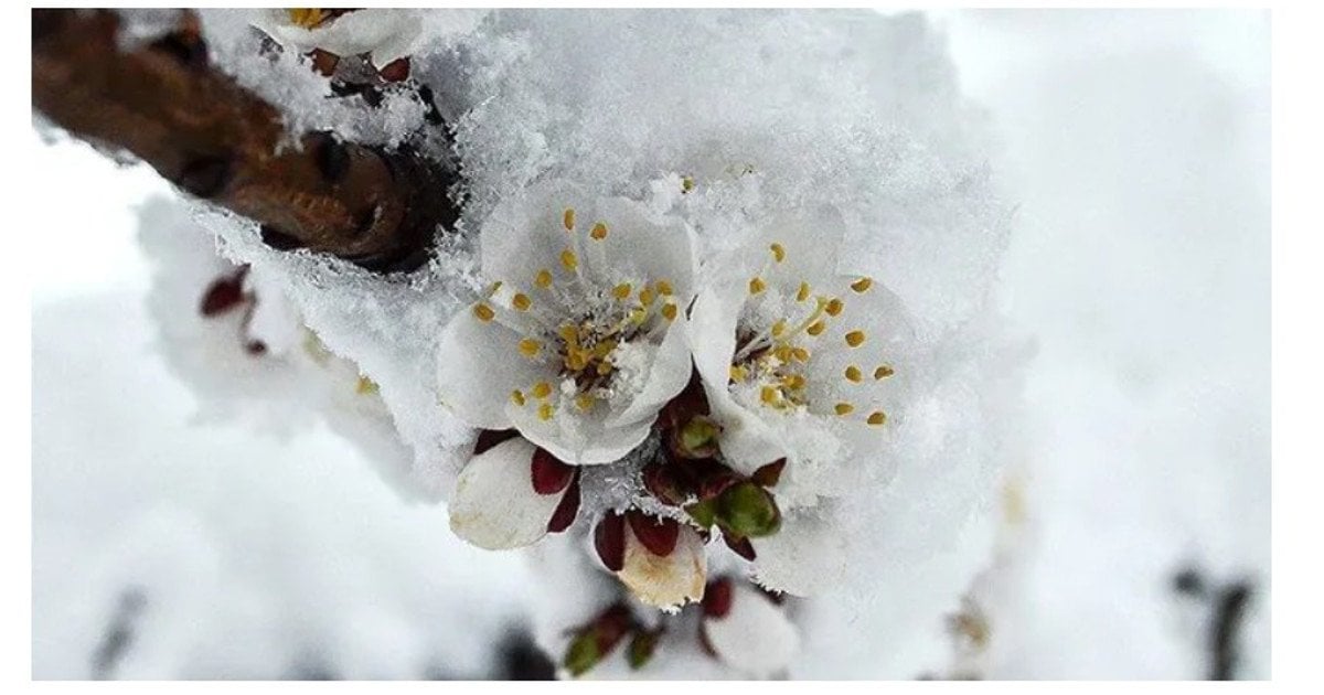 Як захистити абрикос та персик від морозів