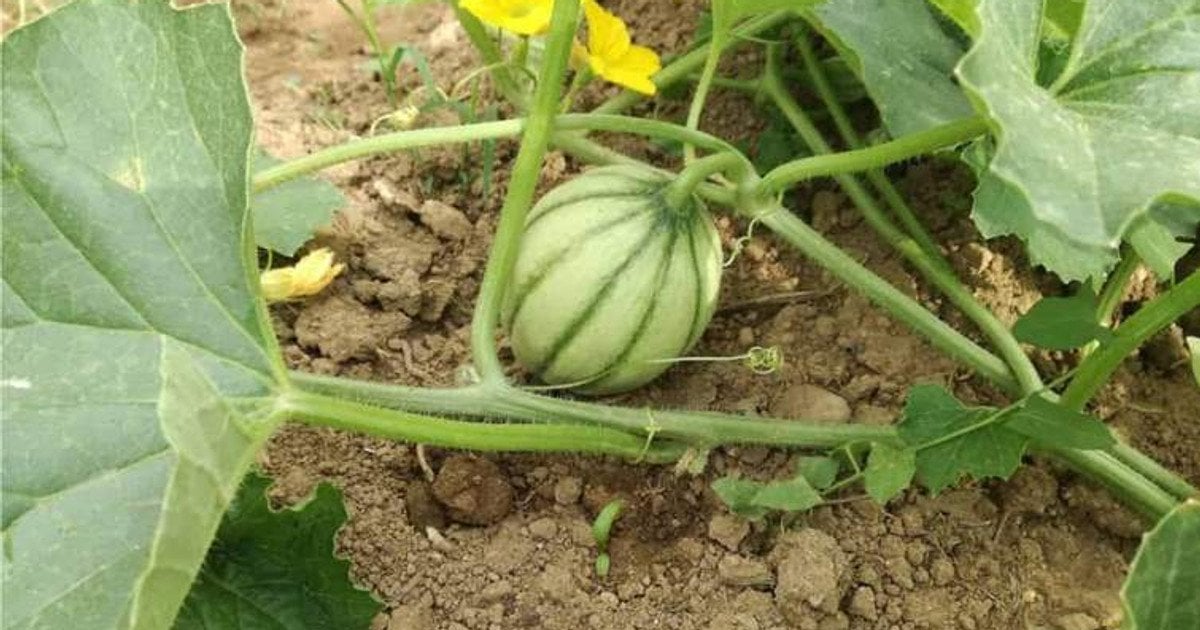 Коли садити кавуни у відкритий грунт