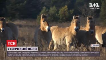 Жертвы браконьеров: в Чернобыльской зоне нашли останки двух лошадей Пржевальского