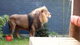 Урятованих левів з албанського зоопарку відправили до Нідерландів