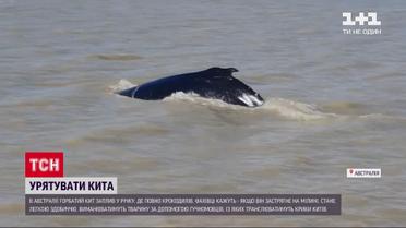 В Австралии пытаются спасти кита, который может стать добычей для крокодилов