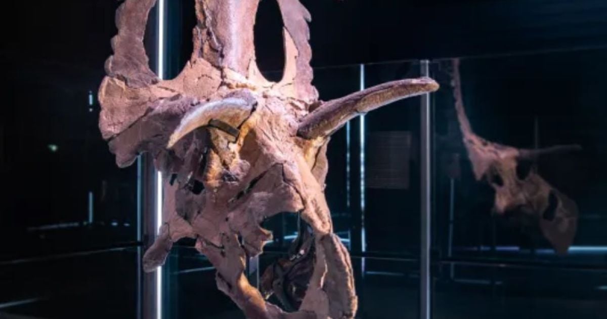 Динозавр с рогами и 200 зубами / Фото: Museum of Evolution