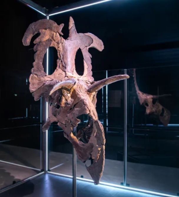 Динозавр с рогами и 200 зубами / Фото: Museum of Evolution