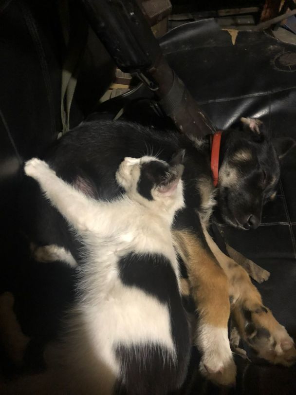 Животные на линии фронта. Фото: Остапа Греня