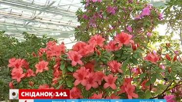 В столичном ботсаду зацвели ранние сорта камелий и азалий