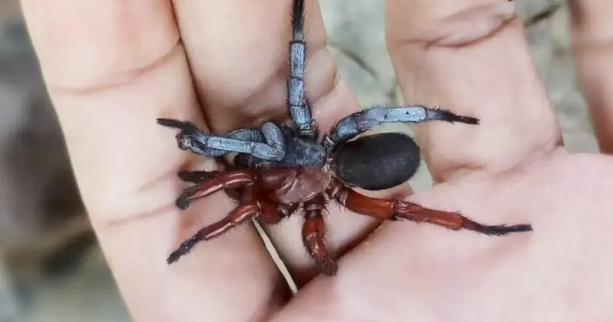 Павук (ілюстративне фото)