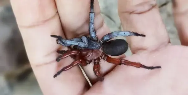 Ученые нашли паука, который родился сразу самцом и самкой — фото впечатляет