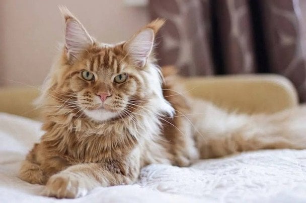 Мейн-кун// фото: digirl.com.ua