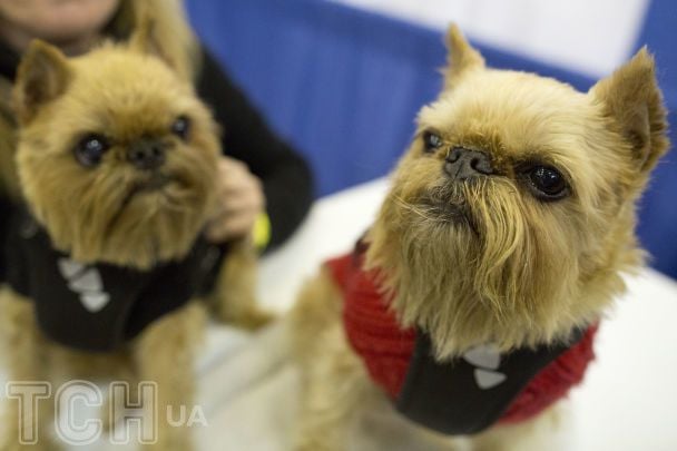Брюссельський грифон / © Associated Press