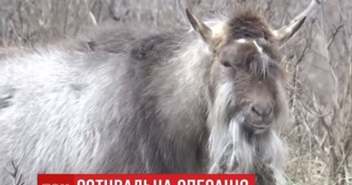 У Дніпрі після смерті господаря кози збилися у зграю із собаками та котом і оселилися у сквері