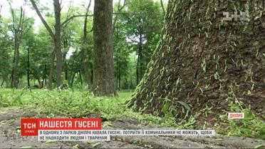 Зеленое нашествие: деревья в парках Днепра неуклонно облепляет гусеница