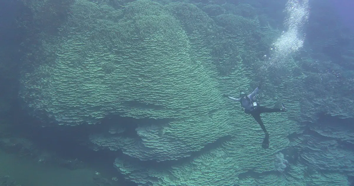 Корал виду Porites. Фото: NOAA Fisheries
