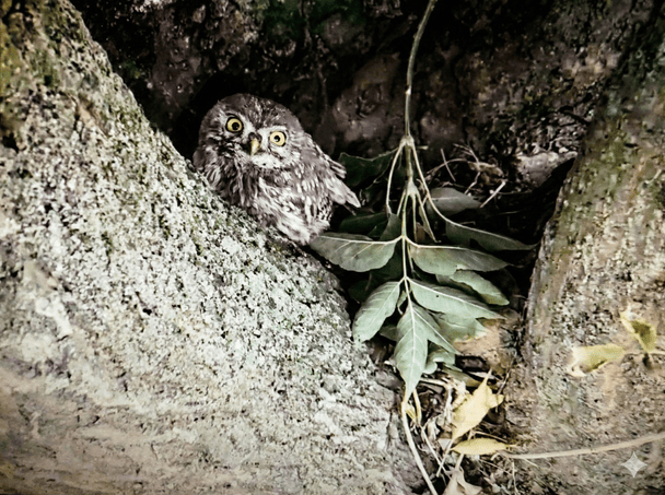 Сич хатній / Джерело: Державна екологічна інспекція Південно-Західного округу