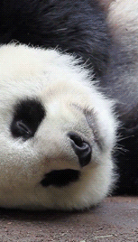 В Китае откопали до сих пор неизвестный вид панды