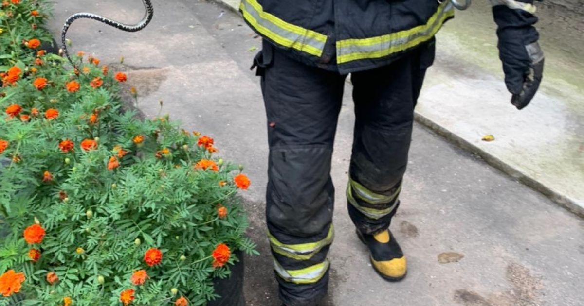 В Івано-Франківській області змія заповзла на територію житлового будинку: викликали рятувальників (фото)