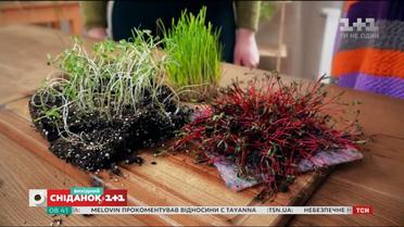 Як виростити на підвіконні наймоднішу зелень сезону – мікрогрін – Зелена ділянка