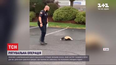 Американский полицейский освободил скунса, который застрял в лотке для еды