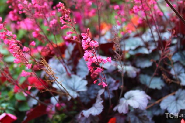 Коралові дзвіночки / © Credits