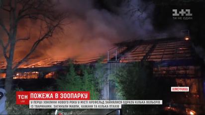 У німецькому зоопарку в новорічну ніч сталась пожежа: загинули 30 тварин