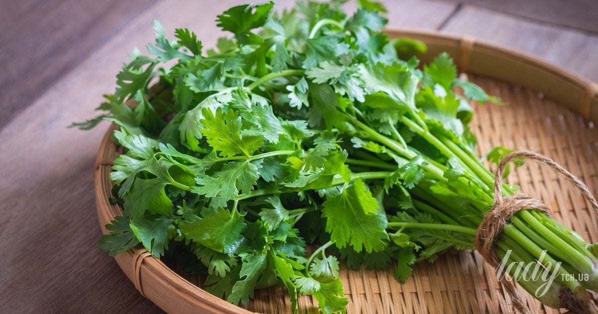 Будет лежать на 3-4 недели дольше: как правильно хранить зелень