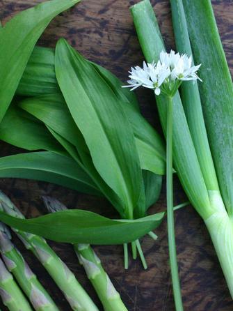 Черемша – польза и вкусня