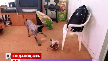 Как щенок завоевал миску с едой