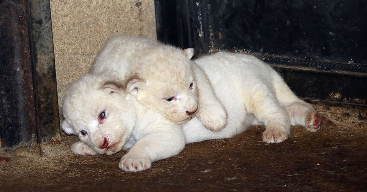 В тбилисском зоопарке родилось трое белых львят