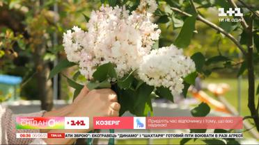 Як правильно доглядати за бузком – поради садової блогерки