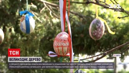 Новини України: в Одесі прикрасили великоднє дерево