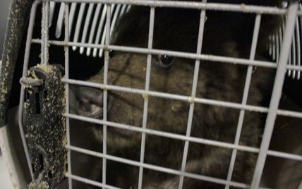 В "Борисполе" нашли двух медвежат в клетках