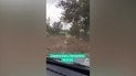 Громадные тучи саранчи добрались до Запорожья