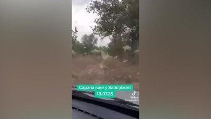 Велетенські хмари сарани дісталися до Запоріжжя