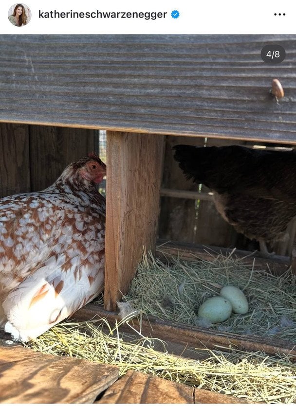Курник Кетрін Шварценеггер