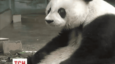 Китайські вчені взялися розшифровувати мову спілкування панд