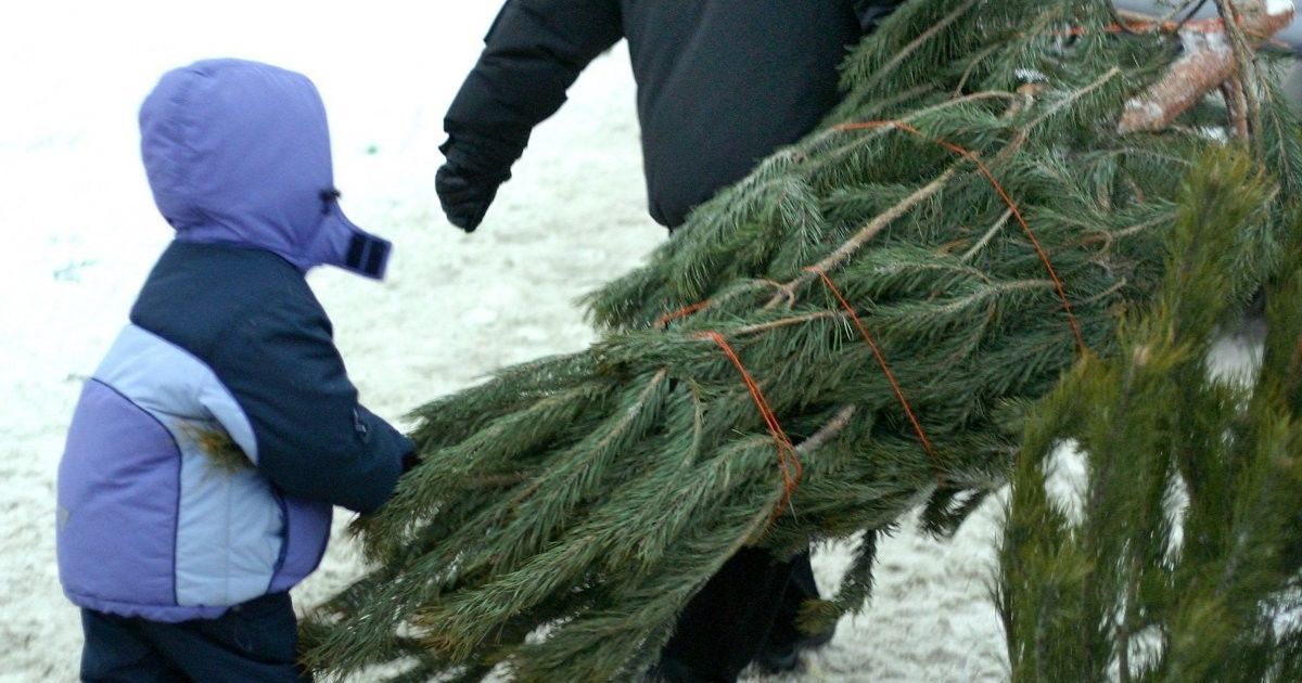 Проверить законность вырубки новогодней елки можно онлайн