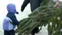 Проверить законность вырубки новогодней елки можно онлайн