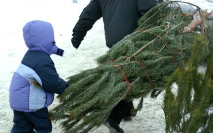 Проверить законность вырубки новогодней елки можно онлайн