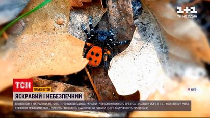 Новини України: у Києві сім'я натрапила на найотруйнішого павука